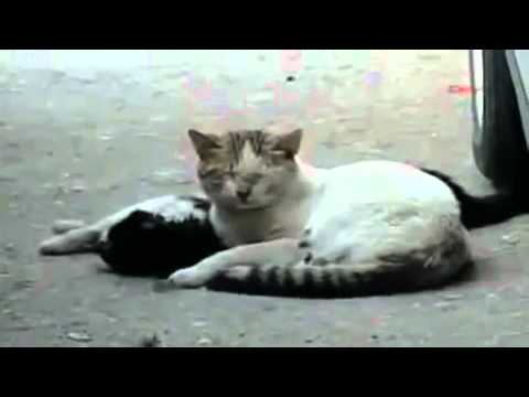 Auch bei Tieren gibt es Freundschaft, dies ist das Artikelbild zu einem Video in dem eine Katze versucht einem toten Freund zu helfen.