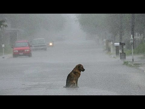 Wenn man sich gut um seinen treuen Begleiter kümmert folgen sie einem überall hin. Doch leider ist der Besitzer des Hundes in diesem traurigen Video bereits verstorben.