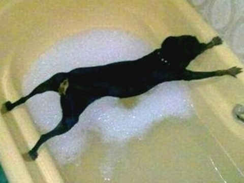In diesem Video seht Ihr lauter lustige Beiträge in denen Besitzer versuchen die Hunde zu baden.