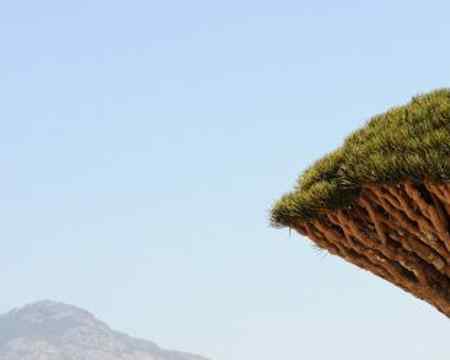 Das unglaubliche an diesen Gewächsen im Jemen ist, es sind eigentlich keine Bäume sondern gehören zu der Familie der Spargelgewächse.