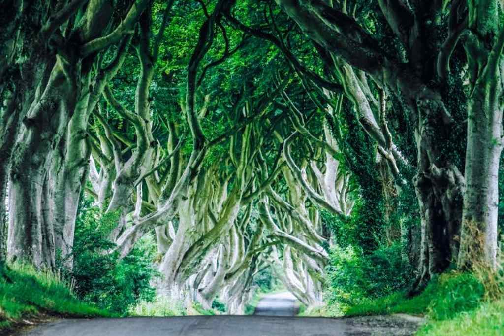 Diese unglaubliche Allee in Nordirland wurde im 18. Jahrhundert gepflanzt und war bereits Drehort von Game of Thrones.