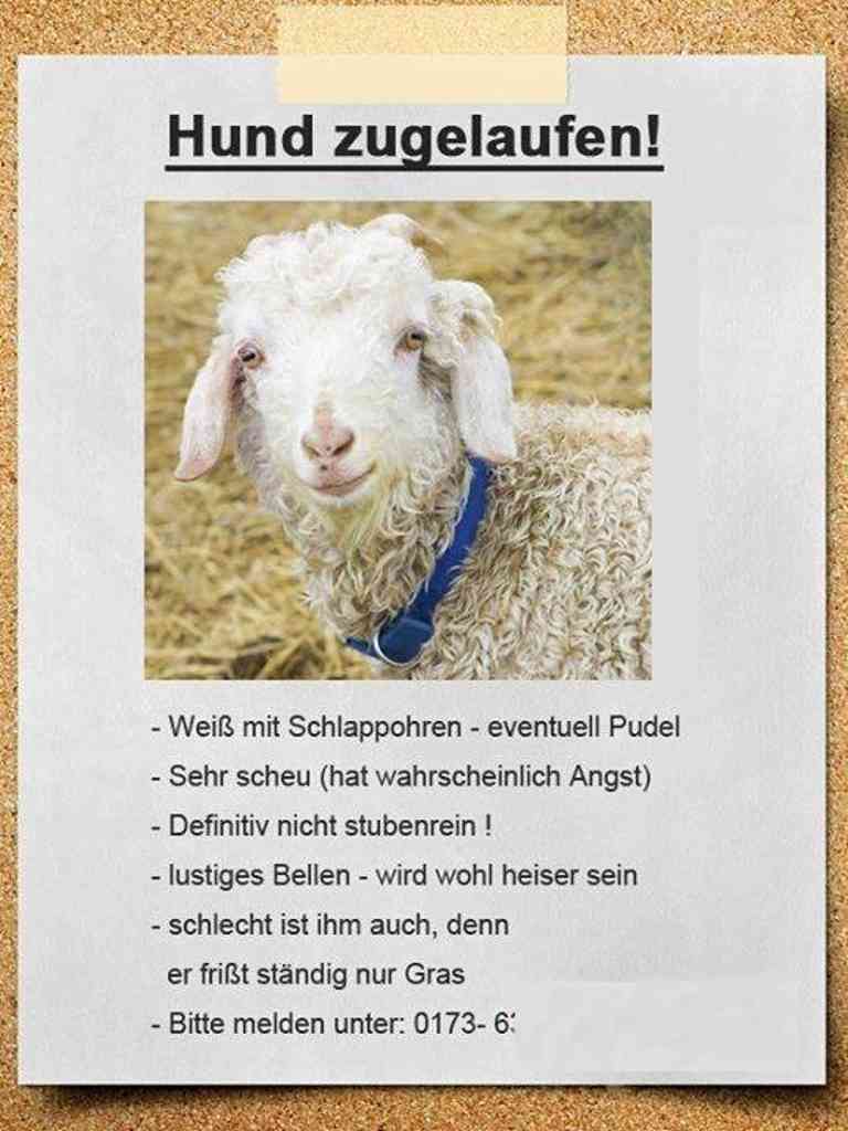 Zugelaufener Hund gefunden, Herrchen bitte umgehend melden